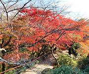 京都旅行